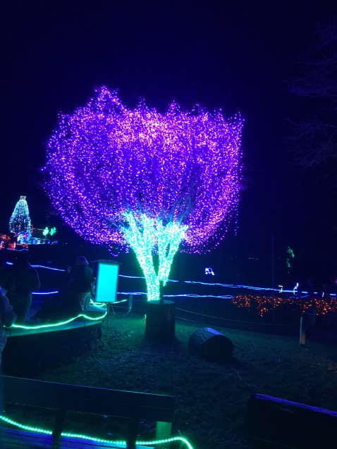 The iconic purple tree